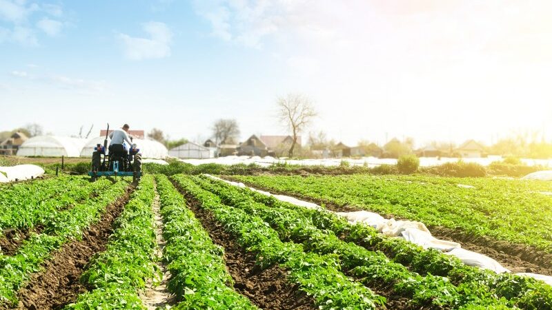 Landbrug: En vigtig del af Danmarks historie og økonomi